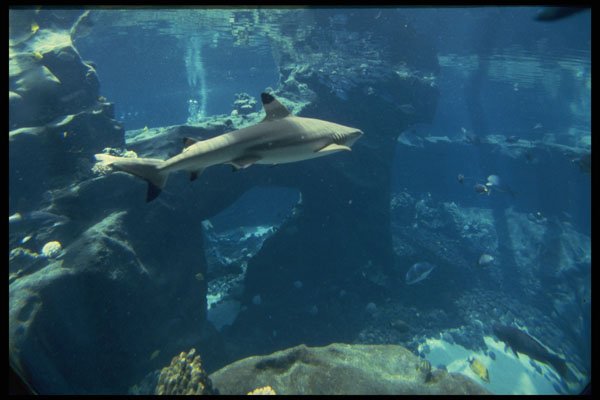 589045 Shark At Sea Life Park, Honolulu A4 Photo Print
