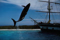 589057 Marine Land A4 Photo Print