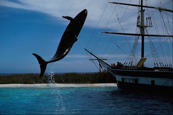 589057 Marine Land A4 Photo Print