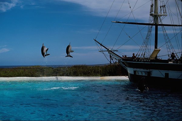 589059 Marine Land A4 Photo Print