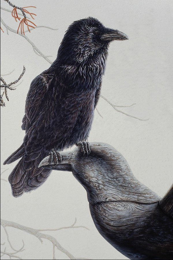 591000 Common Raven A4 Photo Print
