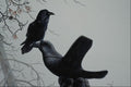 591001 Common Raven A4 Photo Print
