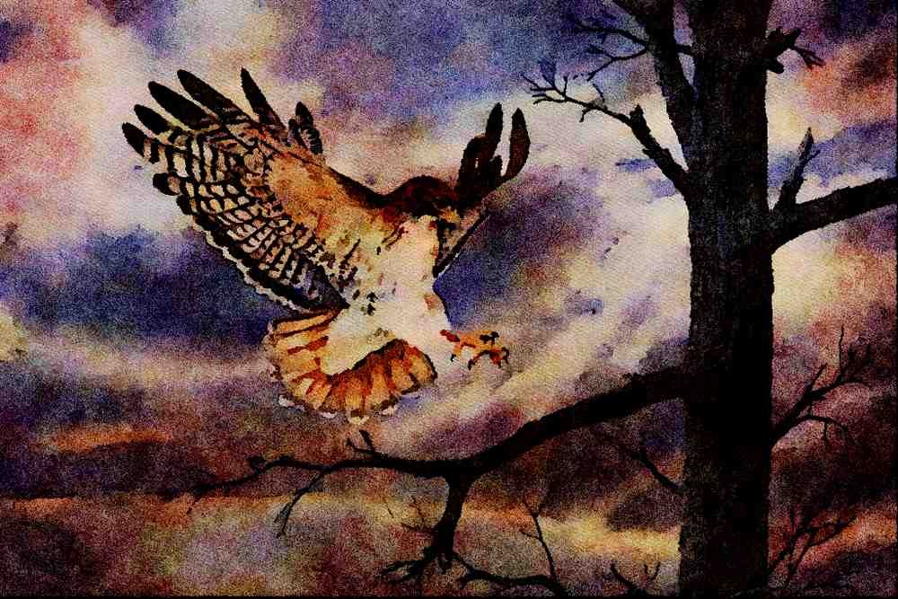 591002 Red tailed Hawk A4 Limited Edition Watercolour Print