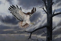 591002 Red tailed Hawk A4 Photo Print