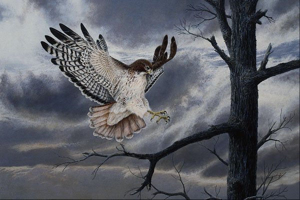 591002 Red tailed Hawk A4 Photo Print
