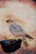 591003 Gyrfalcon, White Phase A4 Limited Edition Watercolour Print