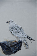 591003 Gyrfalcon, White Phase A4 Photo Print