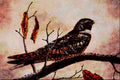 591004 Nighthawk A4 Limited Edition Watercolour Print