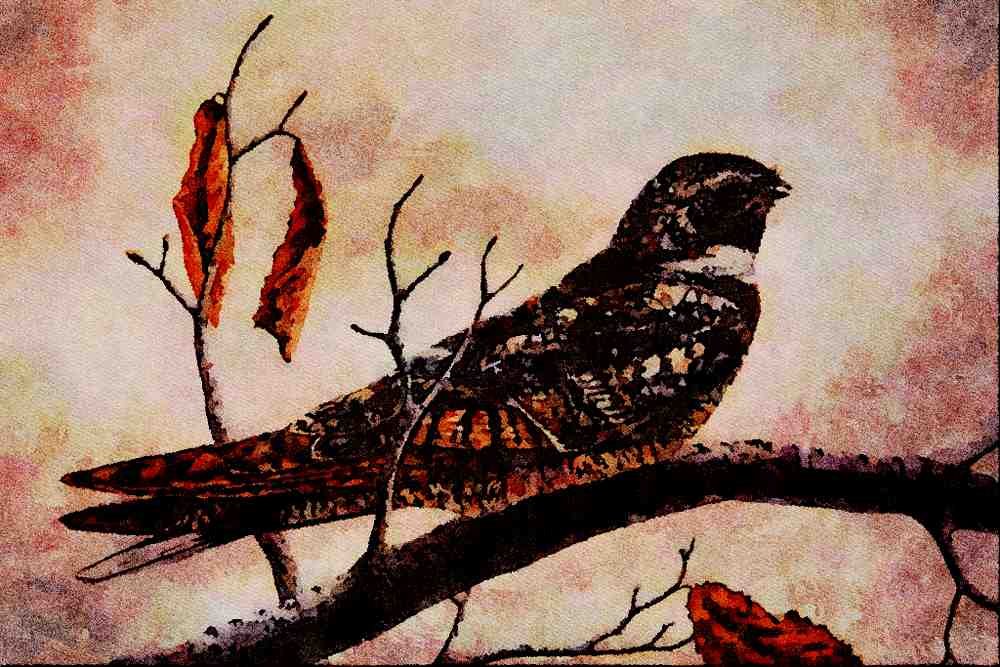591004 Nighthawk A4 Limited Edition Watercolour Print