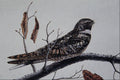 591004 Nighthawk A4 Photo Print