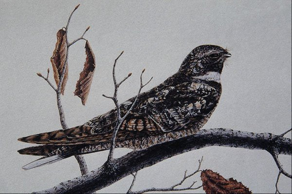 591004 Nighthawk A4 Photo Print