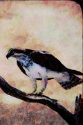 591005 Osprey A4 Limited Edition Watercolour Print