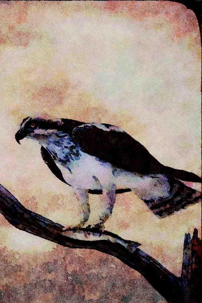 591005 Osprey A4 Limited Edition Watercolour Print