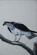 591005 Osprey A4 Photo Print