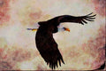 591006 Bald Eagle In Flight A4 Limited Edition Watercolour Print