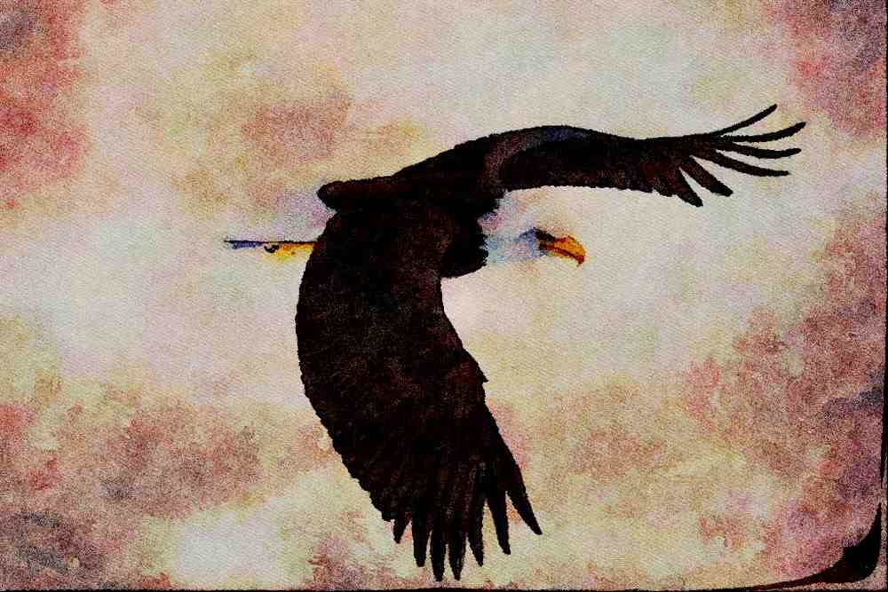 591006 Bald Eagle In Flight A4 Limited Edition Watercolour Print