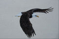 591006 Bald Eagle In Flight A4 Photo Print