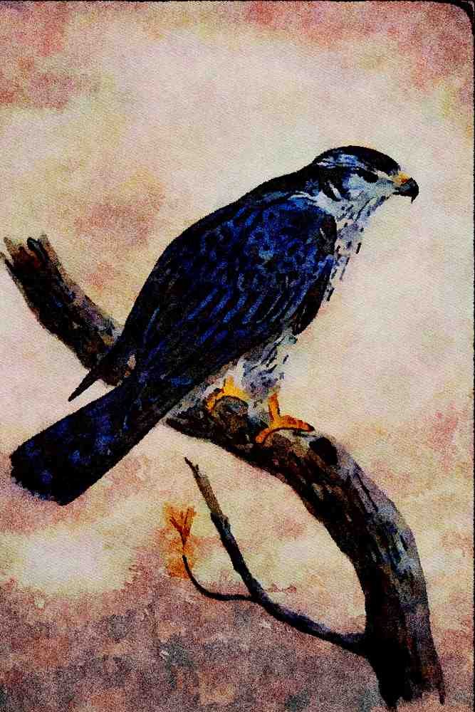 591007 Goshawk A4 Limited Edition Watercolour Print