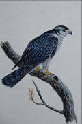 591007 Goshawk A4 Photo Print