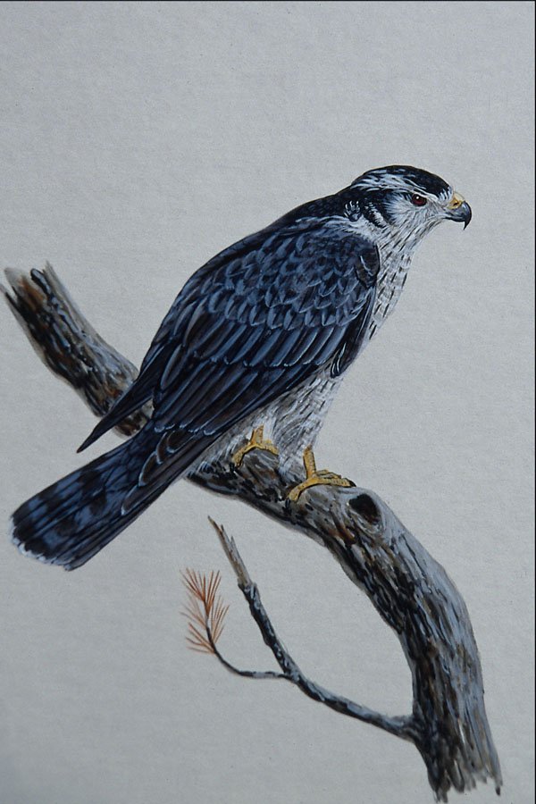 591007 Goshawk A4 Photo Print