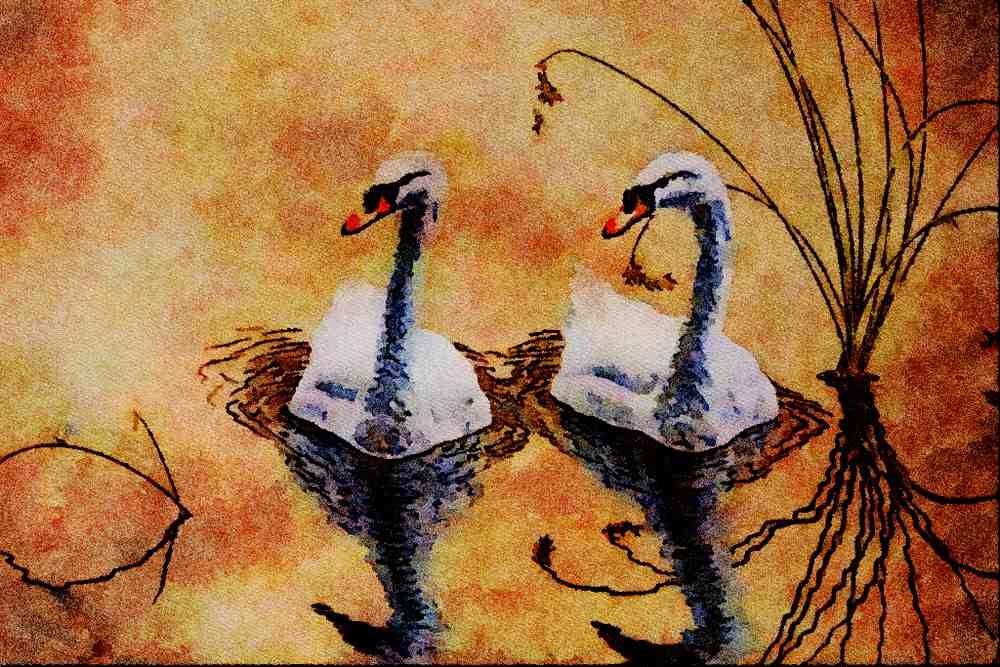 591008 Mute Swans A4 Limited Edition Watercolour Print