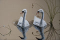 591008 Mute Swans A4 Photo Print