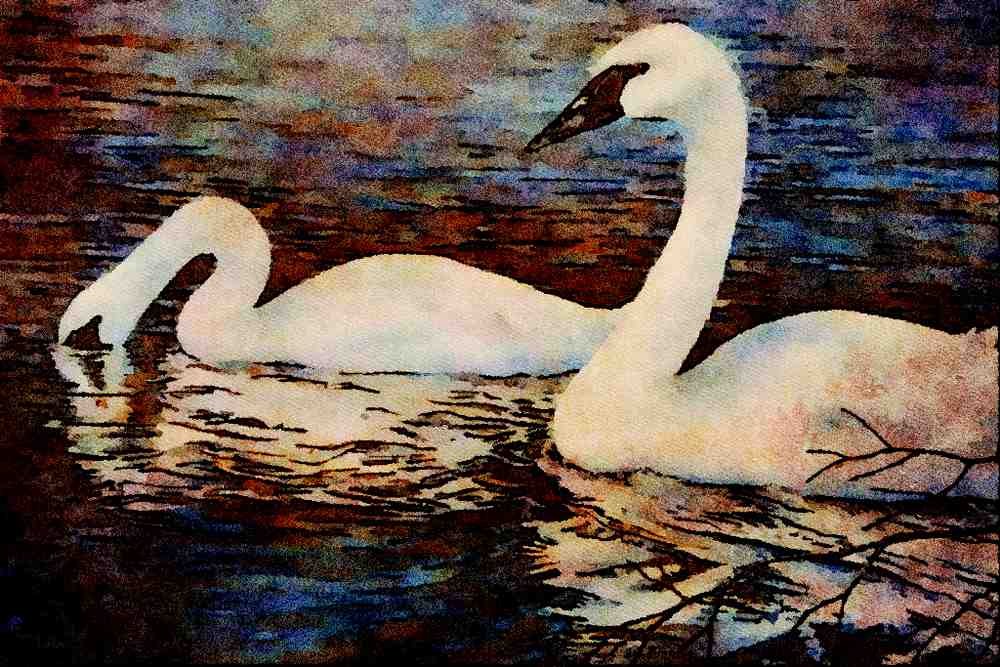 591009 Tundra Swans A4 Limited Edition Watercolour Print