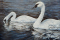 591009 Tundra Swans A4 Photo Print