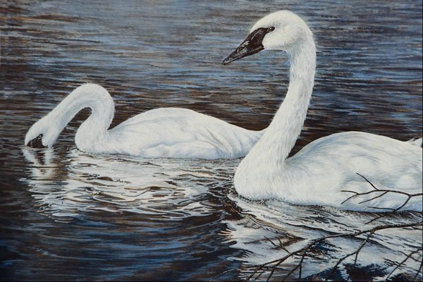 591009 Tundra Swans A4 Photo Print