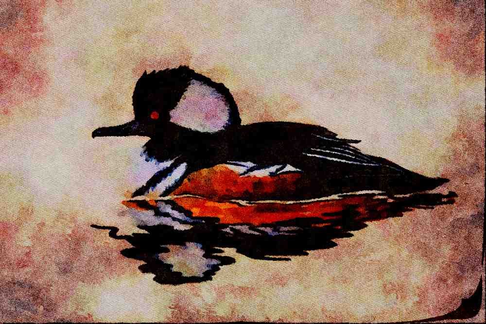 591010 Hooded Merganser A4 Limited Edition Watercolour Print