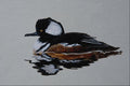 591010 Hooded Merganser A4 Photo Print