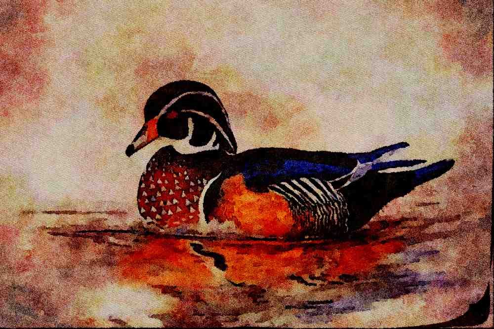 591011 Wood Duck A4 Limited Edition Watercolour Print