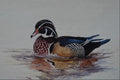 591011 Wood Duck A4 Photo Print