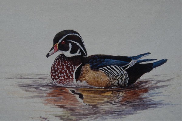591011 Wood Duck A4 Photo Print