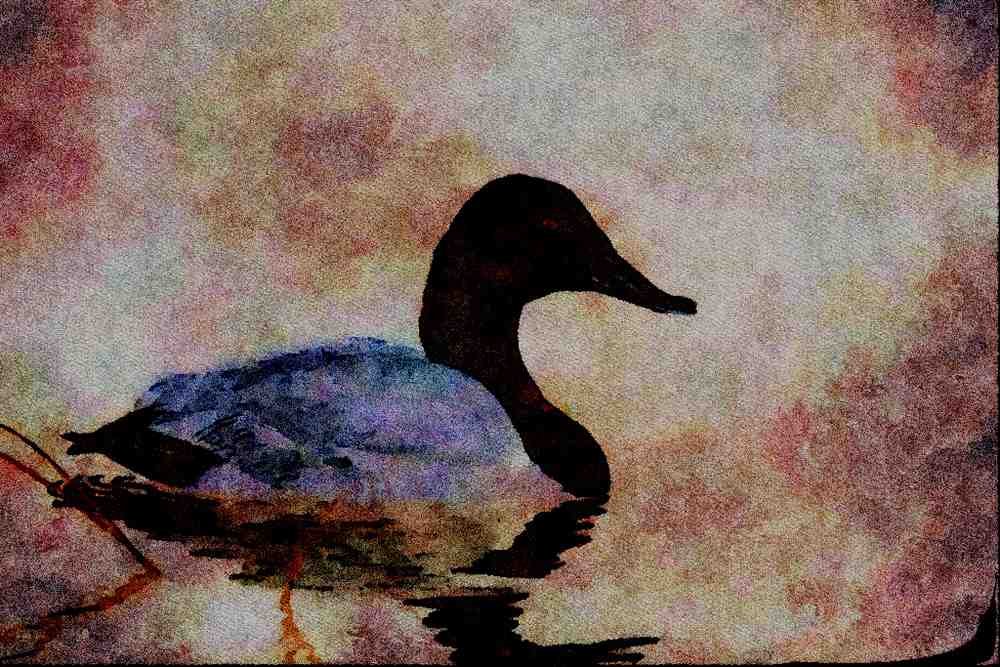 591012 Canvasback Duck A4 Limited Edition Watercolour Print