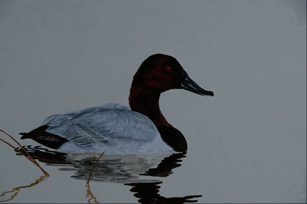 591012 Canvasback Duck A4 Photo Print
