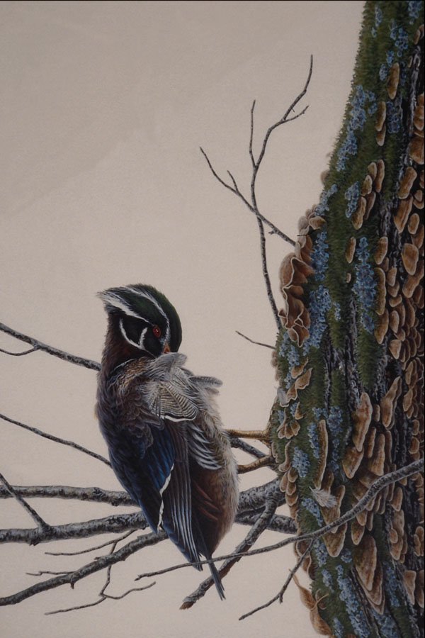 591013 Wood Duck Preening A4 Photo Print