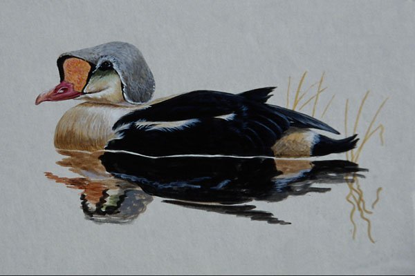 591015 King Eider Duck A4 Photo Print