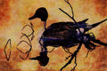 591016 Pintail Duck A4 Limited Edition Watercolour Print