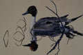 591016 Pintail Duck A4 Photo Print
