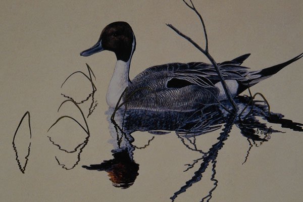 591016 Pintail Duck A4 Photo Print