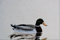 591017 Mallard Duck (male) A4 Photo Print