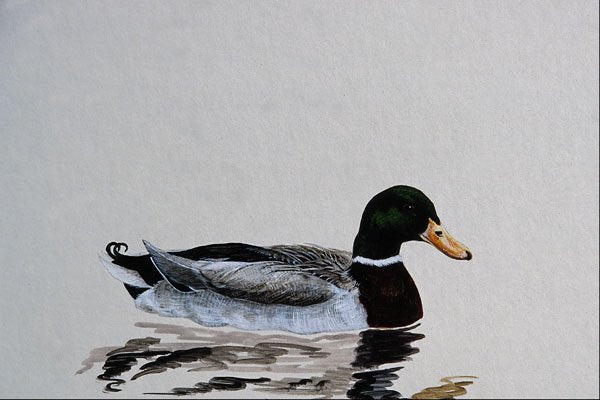 591017 Mallard Duck (male) A4 Photo Print