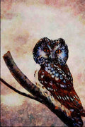 591019 Boreal Owl A4 Limited Edition Watercolour Print