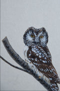 591019 Boreal Owl A4 Photo Print