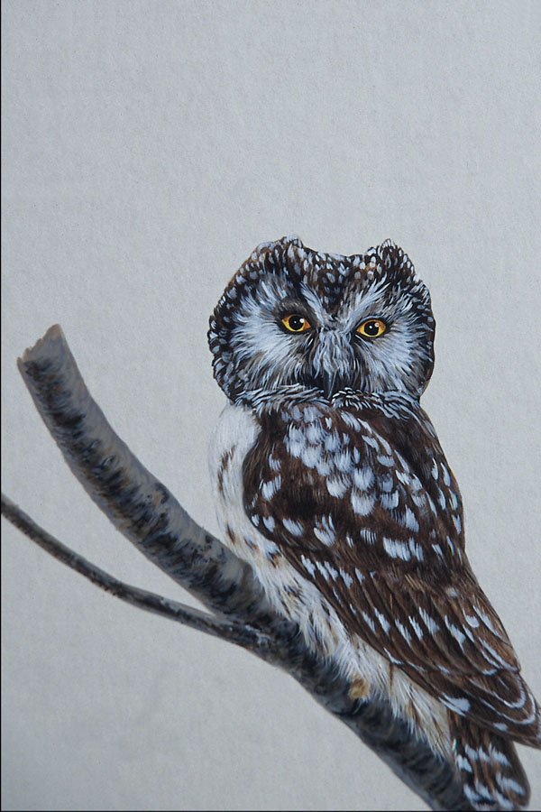 591019 Boreal Owl A4 Photo Print