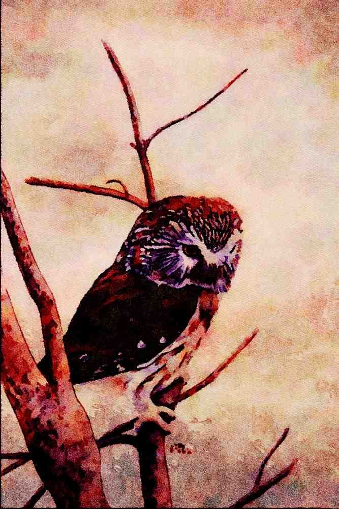 591020 Saw whet Owl A4 Limited Edition Watercolour Print