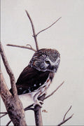 591020 Saw whet Owl A4 Photo Print