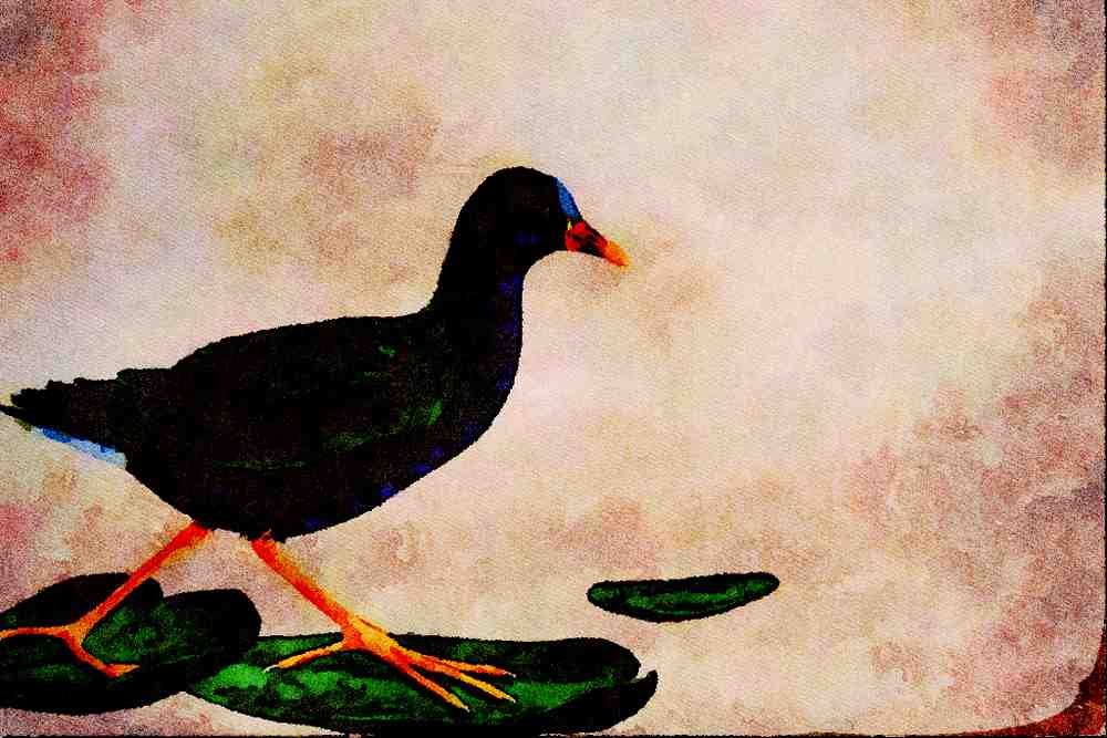 591021 Purple Gallinule A4 Limited Edition Watercolour Print