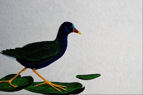591021 Purple Gallinule A4 Photo Print